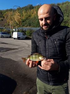 European Perch