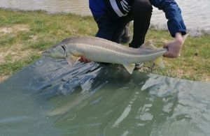 Sturgeon