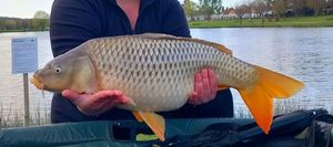 Common Carp