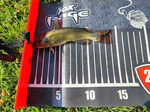 Black Bullhead