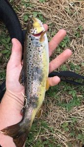 Brown Trout