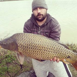 Common Carp