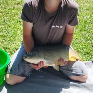 Common Carp