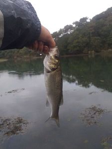 European Bass (Seabass)