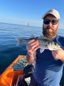 European Bass (Seabass)