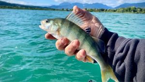European Perch