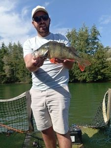 European Perch