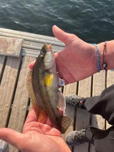 Ballan Wrasse