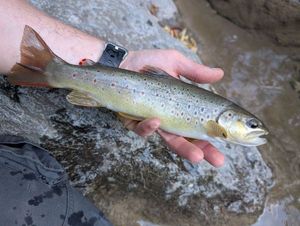Brown Trout