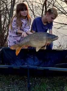 Common Carp