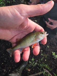 European Perch