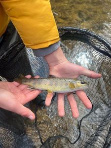 Brown Trout