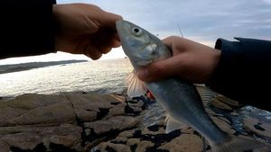 European Bass (Seabass)