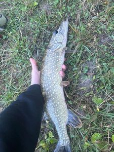 Northern Pike