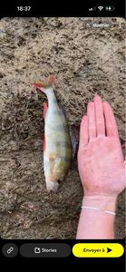 European Perch