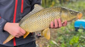 Common Carp