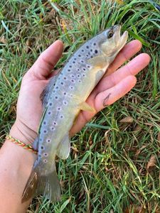 Brown Trout