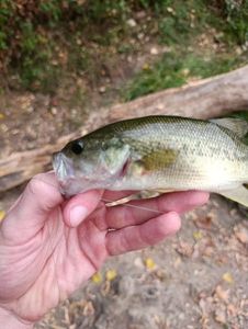 Largemouth Bass