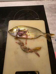 Salema