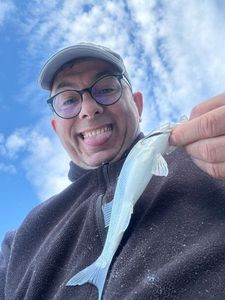 European Bass (Seabass)