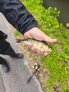 European Perch