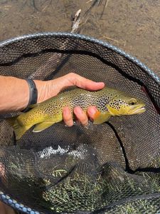 Brown Trout