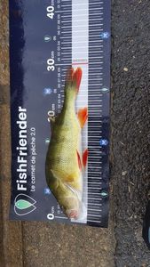 European Perch