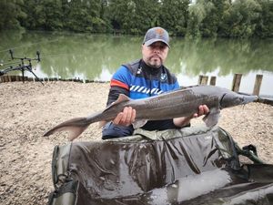 Sturgeon