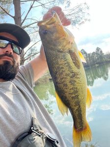 Largemouth Bass