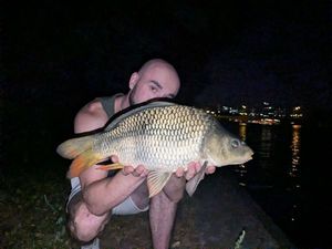 Common Carp