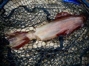 European Squid