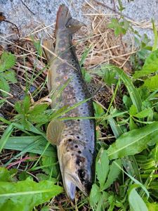 Brown Trout