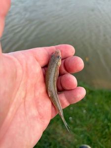 Gudgeon