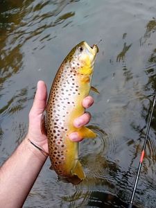 Brown Trout