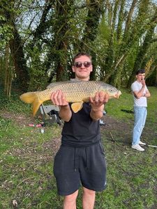 Common Carp
