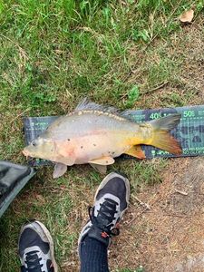 Mirror Carp