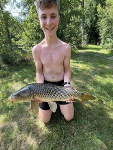 Common Carp