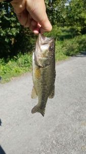 Black bass