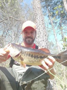 Largemouth Bass