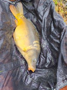 Mirror Carp