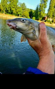 Barbel