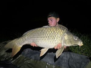 Common Carp