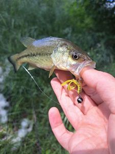 Largemouth Bass