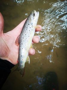 Brown Trout