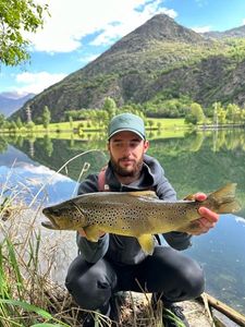 Brown Trout