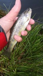 Brown Trout