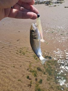 European Bass (Seabass)