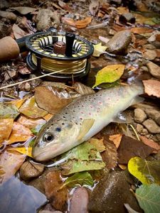 Brown Trout