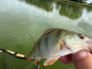 European Perch