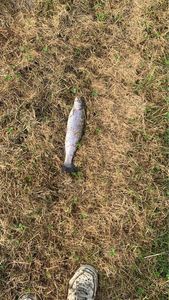Rainbow Trout
